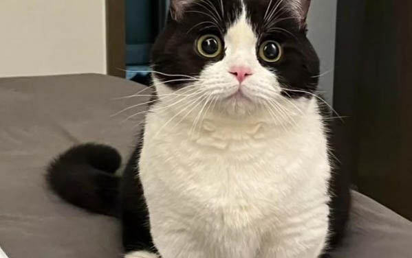 剛生的小貓咪幾天睜眼