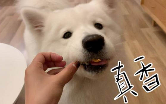 狗和貓哪個好養