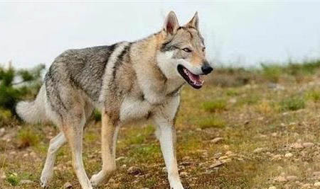 捷克狼犬在中國禁養嗎為什么