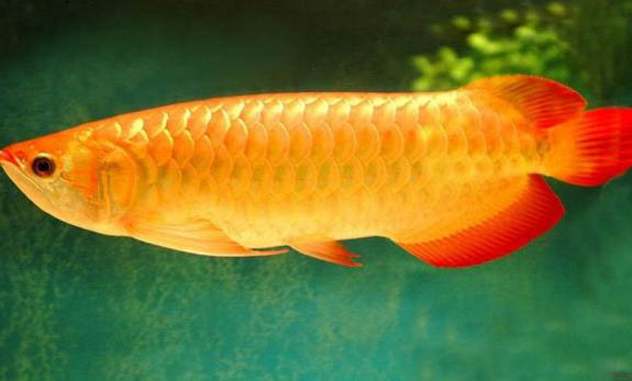 龍魚尾巴斷了是什么原因