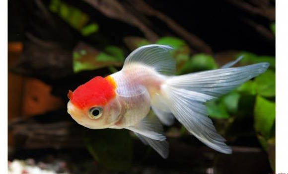 家養(yǎng)金魚會自然繁殖嗎為什么