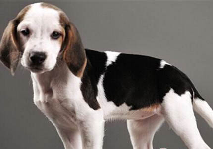 英國(guó)獵狐犬該怎么喂養(yǎng)