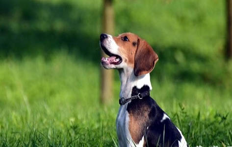 比格犬有哪些缺點(diǎn)呢？