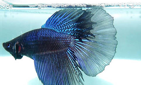 孔雀魚能養多久