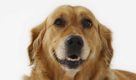 狗感冒時打狂犬育苗