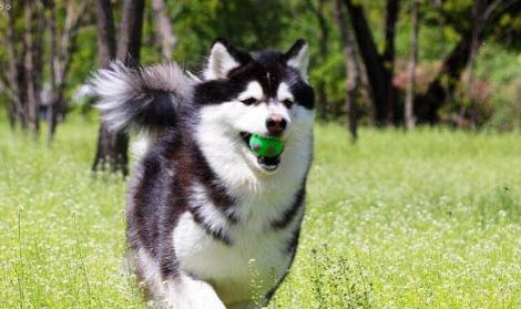 阿拉斯加犬和哈士奇哪個好養