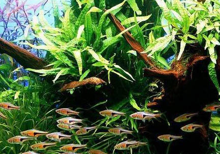 藍三角魚怎么區分公母