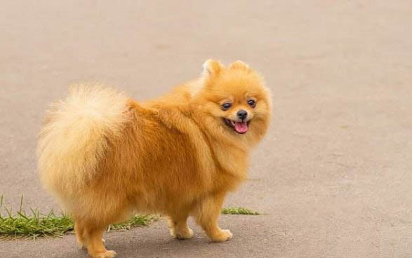 博美犬和狐貍?cè)膮^(qū)別