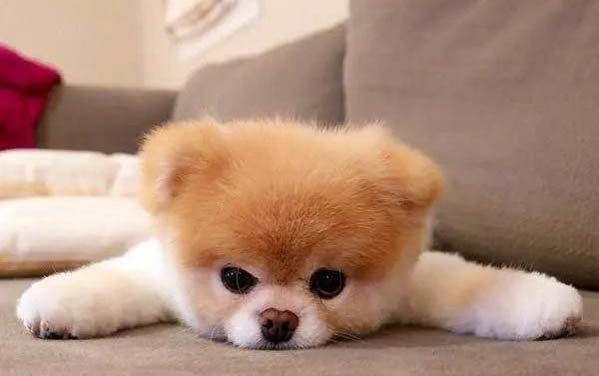 多久會有犬瘟后遺癥