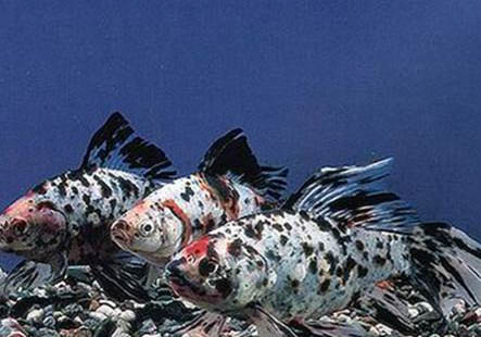 五花長尾草金魚的喂食要點