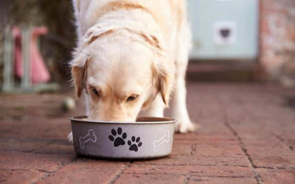 狗狗得了犬瘟多久才會發病?
