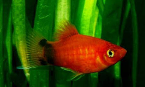 養(yǎng)魚的大潘養(yǎng)鱷龜吃魚