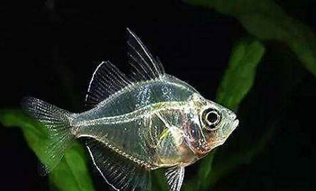 玻璃貓魚好養(yǎng)嗎?