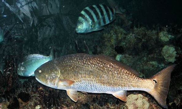 金魚和斗魚能混養嗎