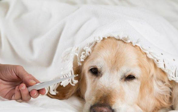 犬瘟單抗冷藏能保存多久