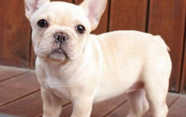 法斗犬多大可以配種
