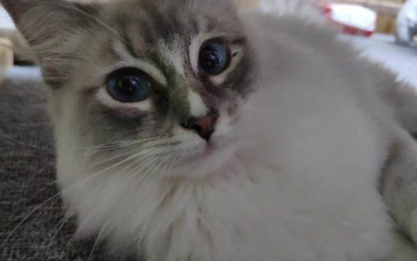 小貓幾歲可以生寶寶