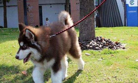 養阿拉斯加犬有什么好處和壞處嗎