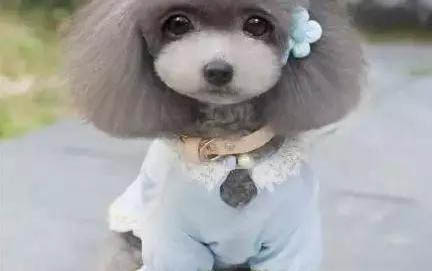 小狗多少天才能睜眼