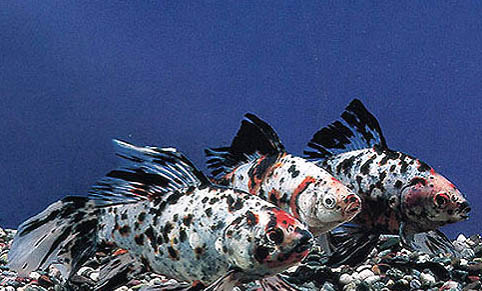 接吻魚和什么魚混養好
