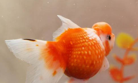 金魚一天喂幾次？