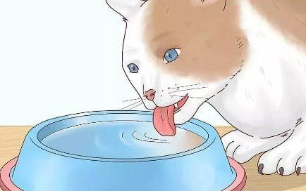 貓咪寄養多久不認識自己的主人