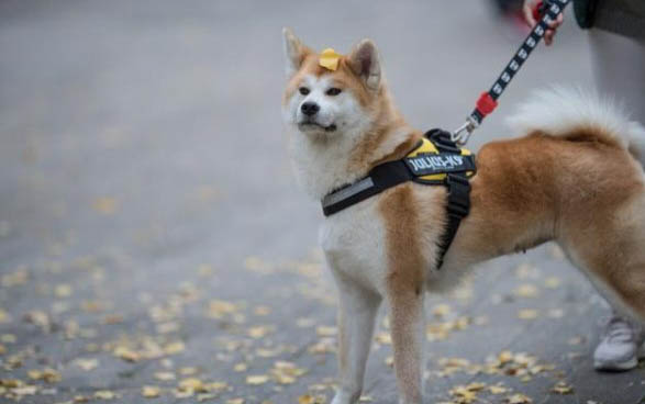 狗狗做絕育手術有哪些壞處？