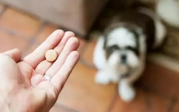 狗狗拉稀帶血不吃東西怎么辦