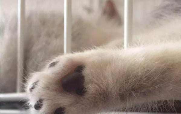 小貓特別愛睡覺正常嗎