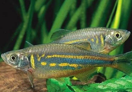 斑馬魚喂什么飼料