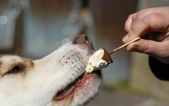 狗狗得犬瘟都有哪些癥狀