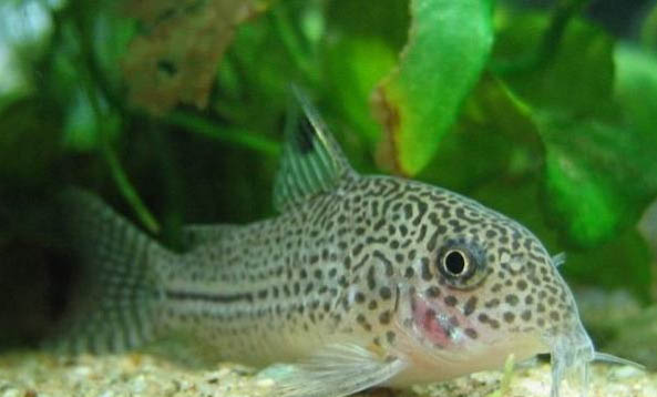 觀賞魚白點病是什么原因引起的