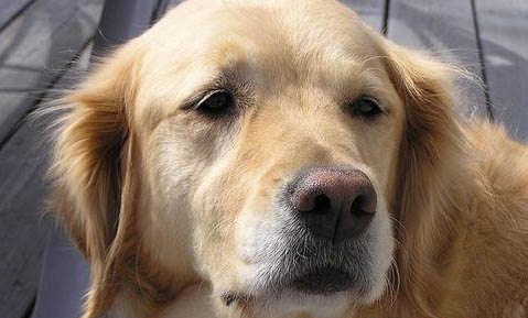 金毛犬價格多少