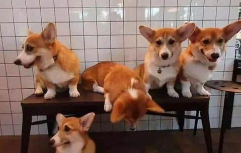 柯基犬多少錢一只純種柯基犬價(jià)格怎么樣