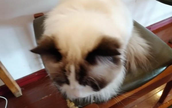 貓一天吃一個蛋黃可以嗎