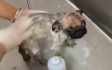 什么時候訓練狗狗最好