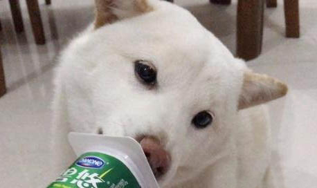狗狗得了狗瘟加冠狀不想吃飯怎么辦
