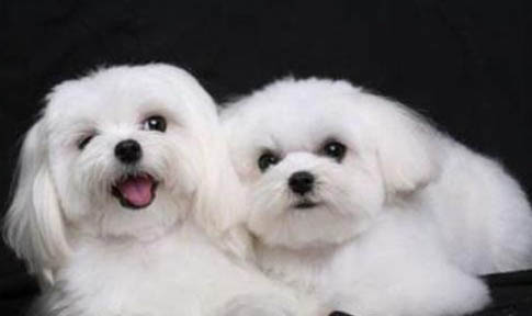 馬爾濟斯犬和約克夏有什么區別?