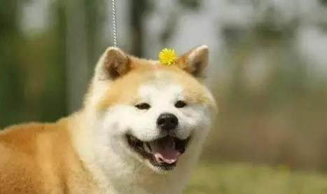 名犬養(yǎng)殖基地的狗狗可以買嗎