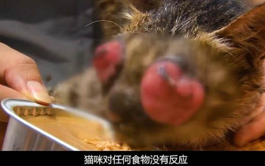 家里有屬鼠人能養貓嗎