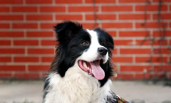 冰島牧羊犬吐了需要怎么辦