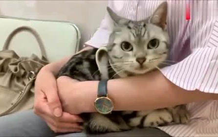 大貓接受小貓的表現是什么樣子