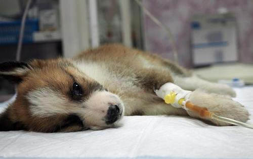 狗狗感冒了有哪些癥狀