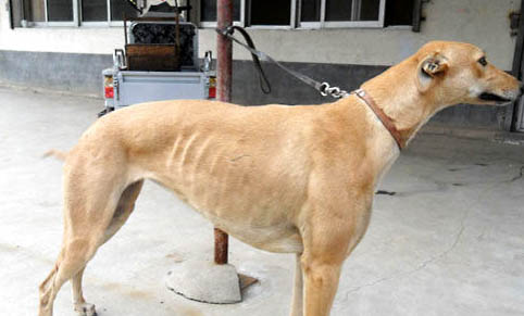 格力犬吃家常飯可以嗎