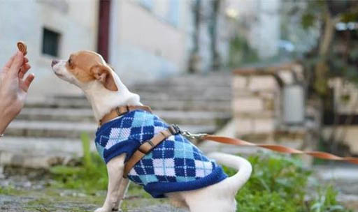 小狗狗得了犬瘟怎么辦