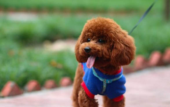 犬瘟治療要多久
