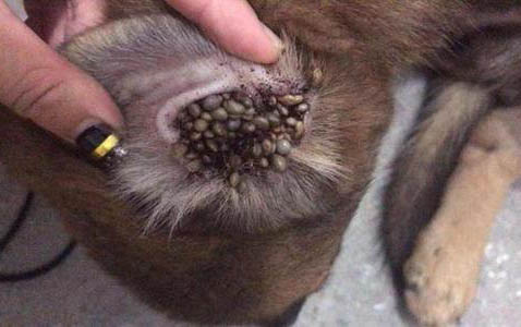狗狗懷孕后為什么要流產呢