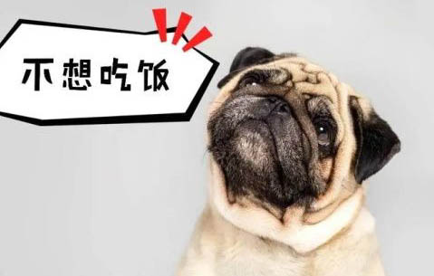 狗狗晚上異常興奮不睡覺咋辦