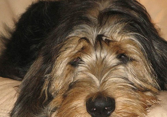 怎么判斷美國水獵犬得了什么病