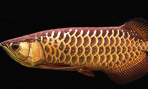 孔雀魚懷孕胎斑怎么看